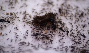 النمل يجري عمليات بتر إنقاذاً للحياة... تماما مثل البشر image